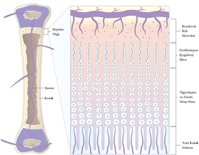 Kemiklerin Büyümesi