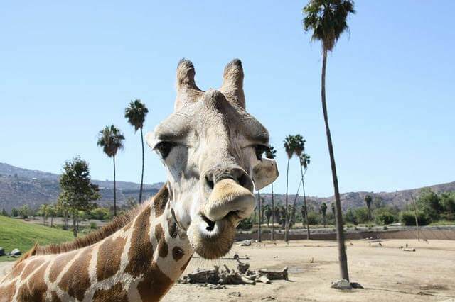 サンディエゴ動物園の人気物キリンの写真