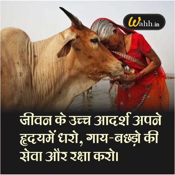 Cow Status in Hindi