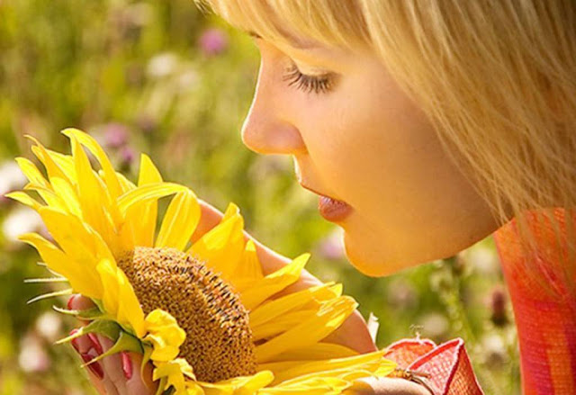 Sun Flowers Wallpapers