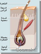 اضرار الزهم على الشعر اضرار الزهم على الشعر