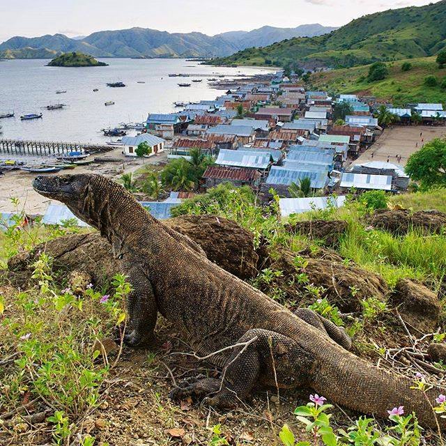 KOMODO TOUR 4HARI