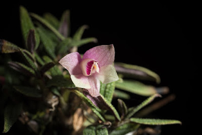 Dendrobium cuthbertsonii care and culture