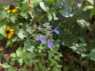 ネペタ・ジュニアウォーカーの開花