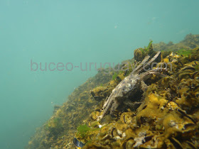 Fauna de la costa uruguaya