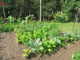 vegetable garden