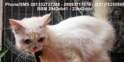 Hamster Dan Kucing  Persia Murah Surabaya 01 01 2019 02 