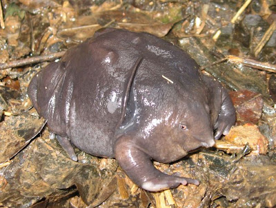 The Purple frog or Pignose frog discovered just five years ago in western