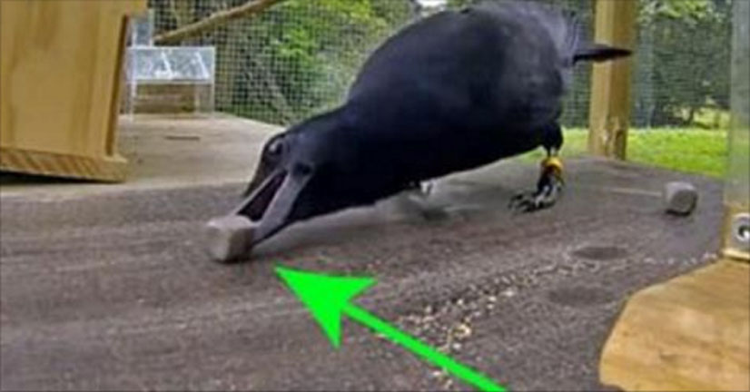 This Crow Stares At A Stick… 8 Moves Later? Scientists Are Shocked Beyond Belief!