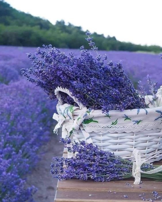 LAVANDA