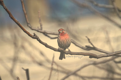 This photo features a male house finch perched on the branches of an Ailanthus tree. A web-page re this bird describes this bird type by saying, “ House Finch males are more orangey-red with color equally bright on crown, throat, and breast. Red color is mostly restricted to head and upper chest, contrasting with cold gray-brown nape, back, and wings. Pale sides show distinct brown streaks, lacking red tones. Females lack bold face pattern and have more diffuse patterning overall. Often sings loudly in neighborhoods and visits feeders.” House finches have a backstory in volume one of my book series, “Words In Our Beak,” where I describe how they were nearly wiped off the Eastern seaboard due to issues with their eyesight. Info re my books is in another post on my blog @  https://www.thelastleafgardener.com/2018/10/one-sheet-book-series-info.html