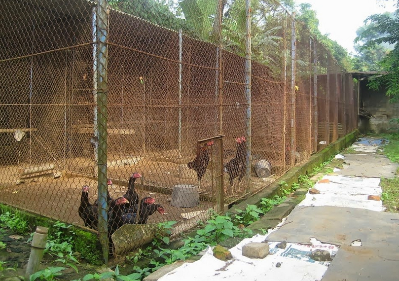 Ayam Petelur Jantan Bisa Bertelur - Tentang Kolam Kandang ...