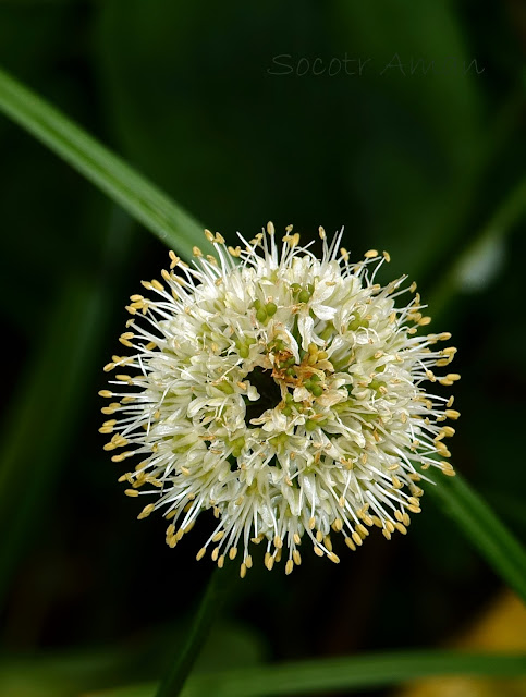 Allium victorialis