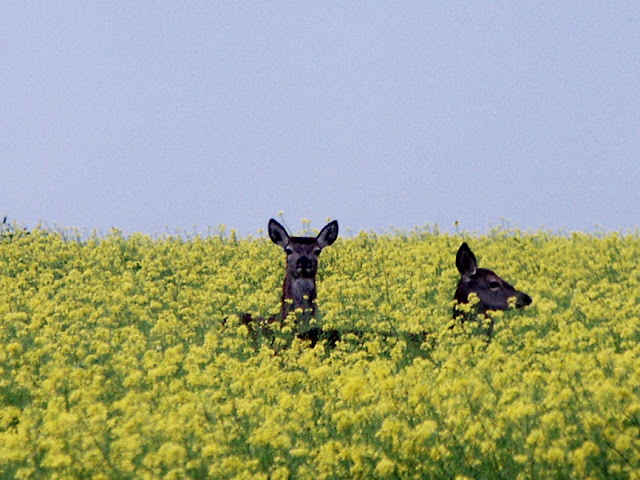 Roe deer in agricultural rape grown as a cover crop, Indre et loire, France. Photo by loire Valley Time Travel.