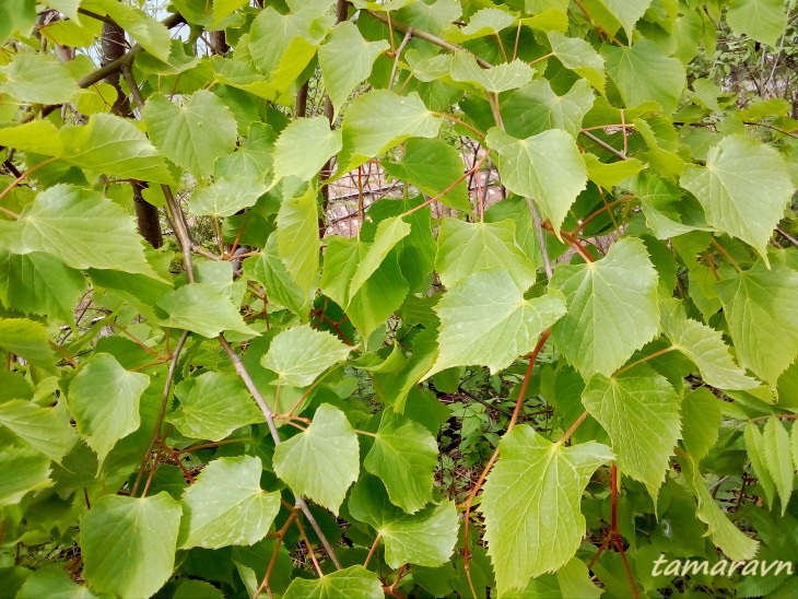 Липа амурская (Tilia amurensis)