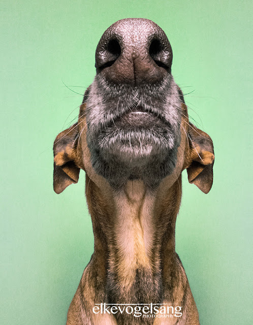 Adoráveis e Expressivas fotos de cachorros pro Elke Vogelsang