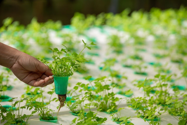 Cara Bertanam Hidroponik dan Peluangnya dalam Bisnis