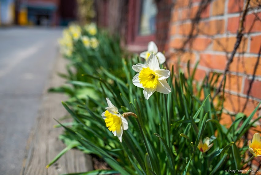 Portland, Maine April 2015 Springtime Flowers off of Free Street. Photo by Corey Templeton.