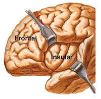 el lóbulo insular se ubica por debajo de los lóbulos frontal, temporal y parietal y oculto por la cisura de Silvio. Se sospecha que este lóbulo insular (o de la ínsula) está relacionado con impulsos sensitivos de los órganos viscerales.