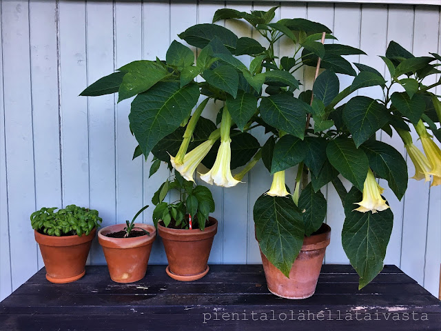 Brugmansia, enkelinasuuna, pasuunakukka