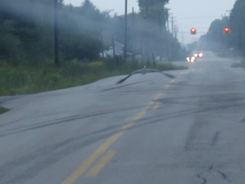 blue heron flying down a road