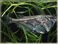 Marbled Hatchetfish Pictures