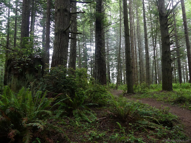 trees and stump