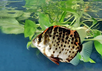 Ini Dia Ikan Hias Ruby Scat yang Cantik Serta Mudah Pemeliharaannya