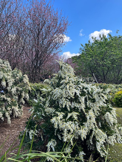 FOLLOWING CHERRY BLOSSOM TRAIL IN AUBURN BOTANIC GARDENS