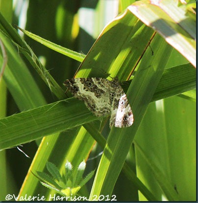 12-silver-ground-carpet