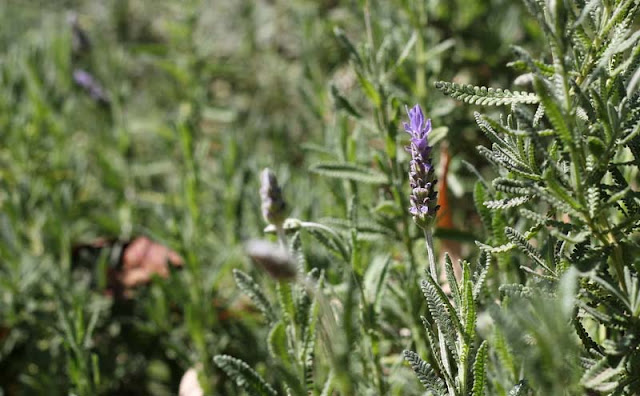 Lavender Flowers