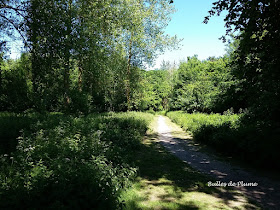 Bulles de Plume - Balade dans le bois de la Noyelle (Sainghin-en-Mélantois) 