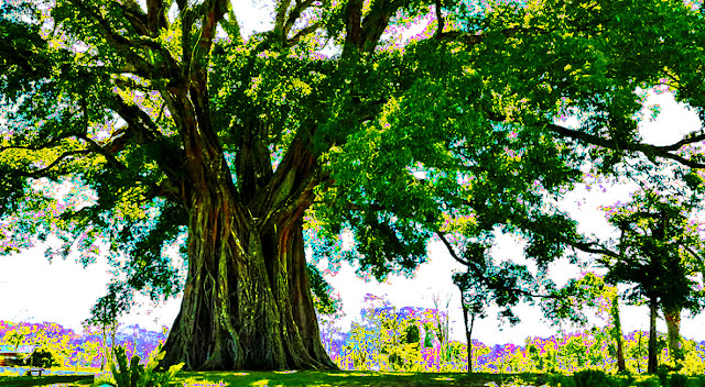 Tiptur tree, Karnataka