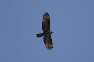 Adult Female Honey Buzzard