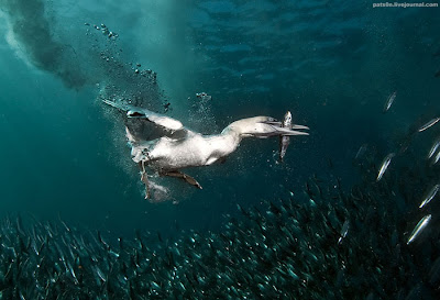 Underwater Symphony Seen On www.coolpicturegallery.us