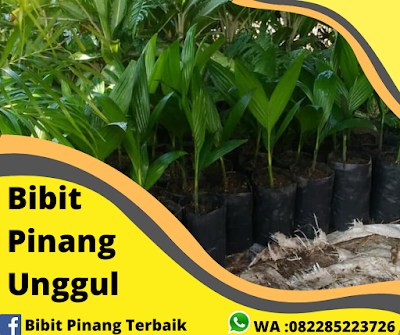 Jual Bibit Pinang Di Pekanbaru