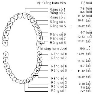 mất răng hàm số 6