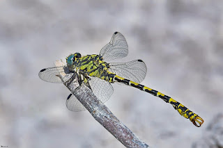 libelula-pinzada-de-ribera-onychogomphus-forcipatus-macho-