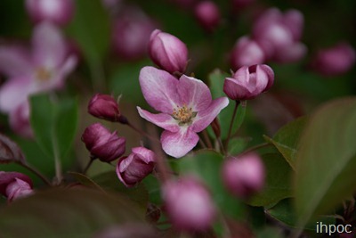 IMG_4716 copy
