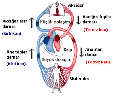 büyük kan dolaşımı