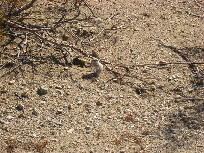 Wildlife Fortynine Palms Oasis Trail Joshua Tree National Park