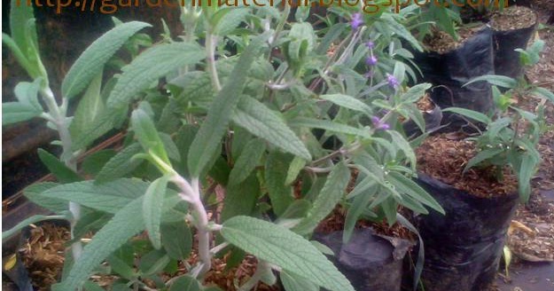 MENGENAL HAMA TANAMAN Lavender daun lebar MENGENAL HAMA TANAMAN Lavender daun lebar