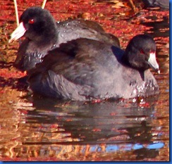 2012 01 07 Grey's Wildlife Preserve-04