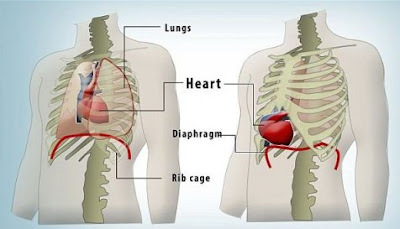 PRIA INI HIDUP NORMAL WALAUPUN JANTUNGNYA BERDETAK DI LUAR BADAN