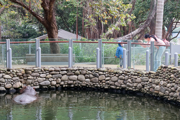 新竹市立動物園藏隱在市區小而美的森林動物園，有老虎河馬熊猴子