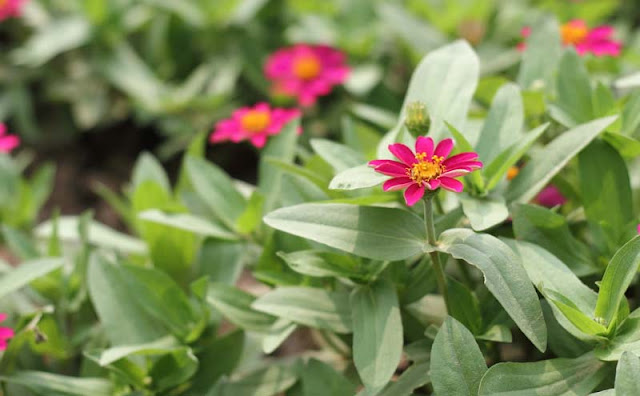 Narrow-Leaf Zinnia Flowers