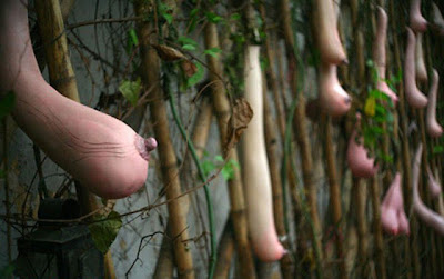 Boob Gourd, Buah unik yang Berbentuk Seperti Payudara Wanita