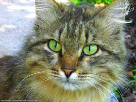 Lime-Eyed Brown Mackerel Tabby Inquisitive Cat