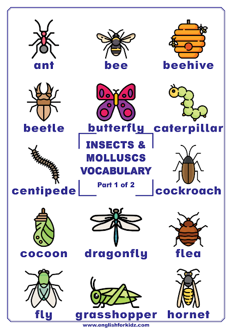 Insects vocabulary with pictures - printable poster