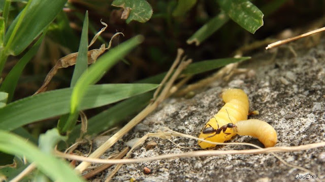 Fourmi, larve de guêpe maçonne